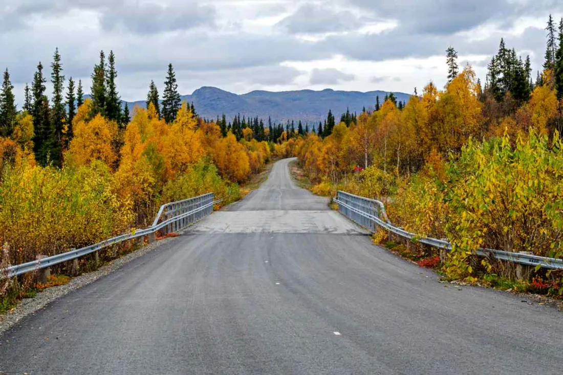 Carretera entre abedules otoñales hacia las montañas del norte de Suecia