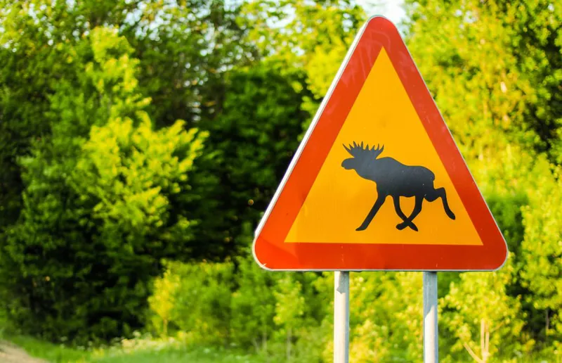 Señal de peligro por alces junto a una carretera forestal