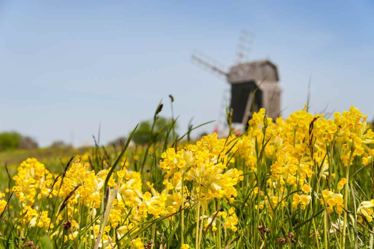 Gula vårblommor på äng med traditionell väderkvarn i bakgrunden – milda dagar och landsvägar som passar en lugn roadtrip i Sverige.