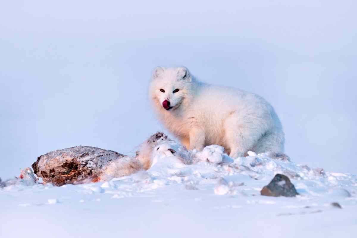Polarfuchs, Laponia