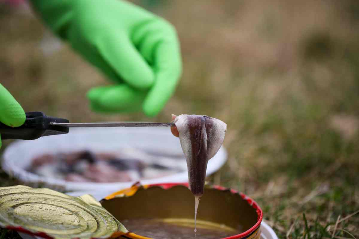 Spag 🇵🇸 on X: If you are not familiar with Surströmming It is  fermented fish eaten in Sweden. According to research it's the smelliest  food in the world. Thus there is a