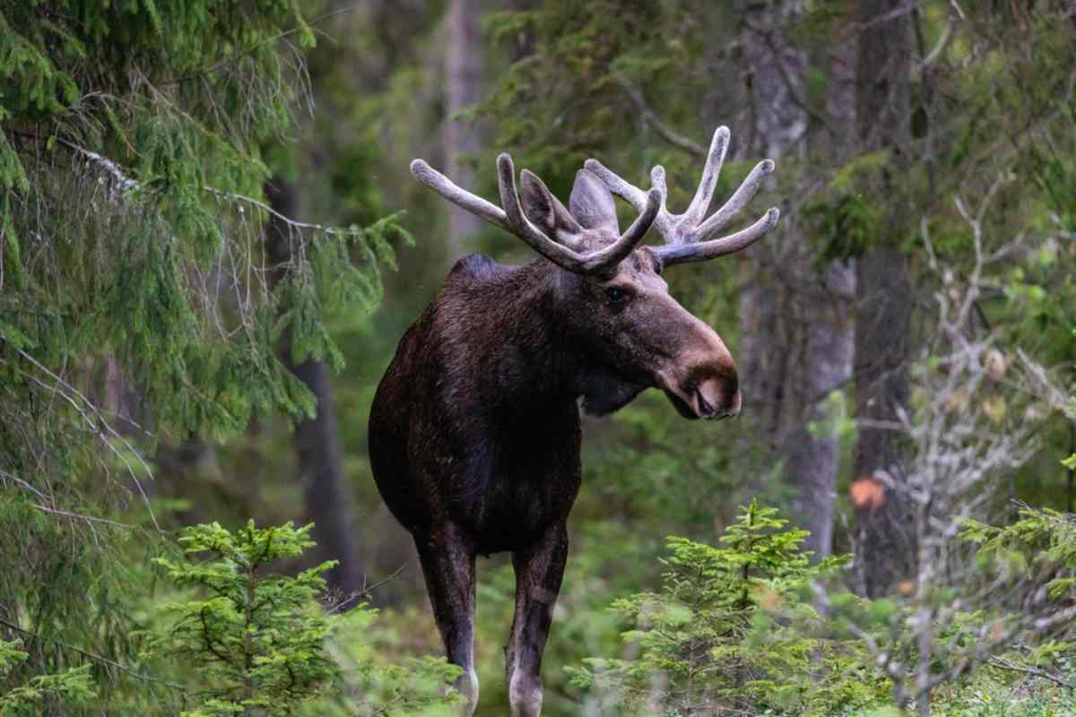 schwedischen Folklore-Kreaturen