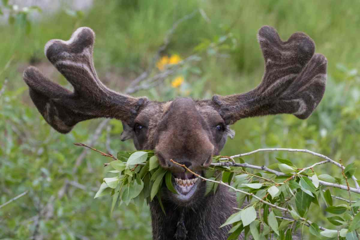 Moose diet