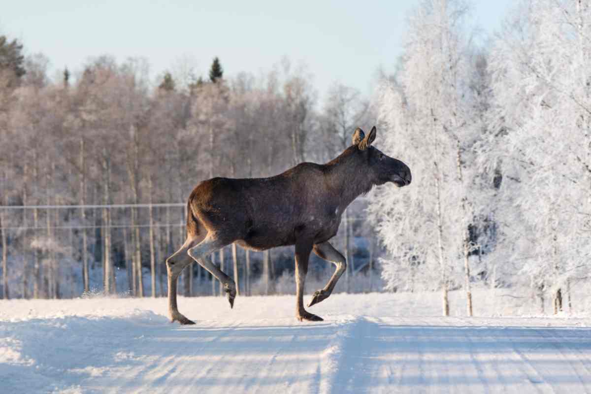 Moose season in Sweden
