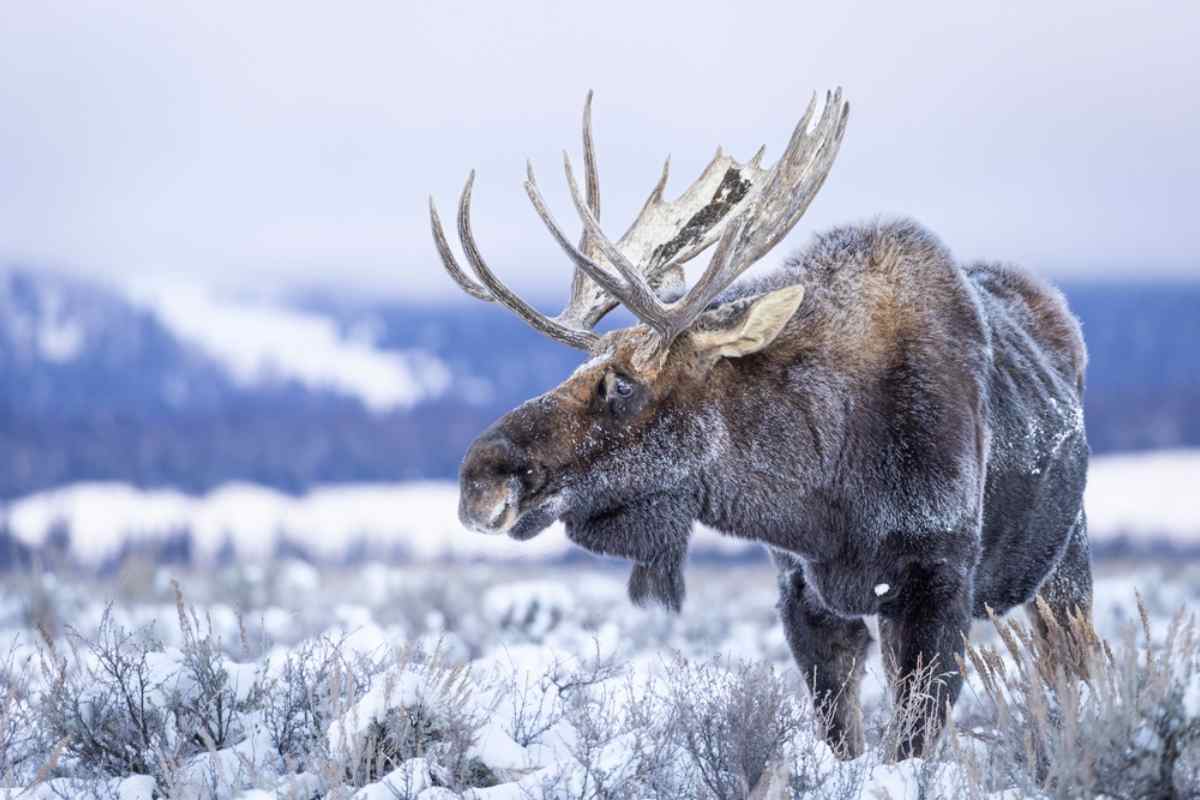 Närbild på en snötäckt älg i ett helt vitt och vintrigt landskap i Sverige.