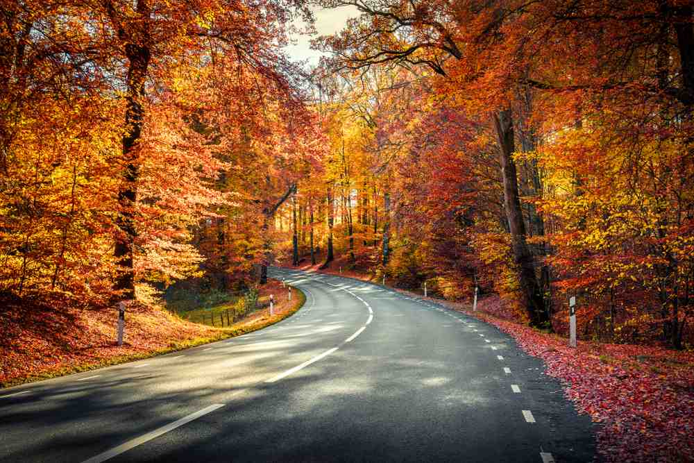 Wald in Schweden im Herbst