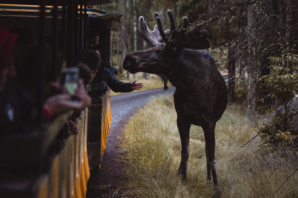 Wildtiersafari in Schweden