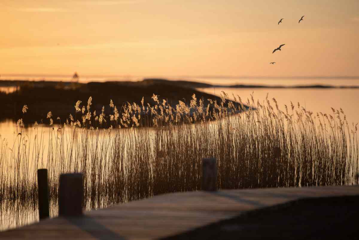 Detailaufnahme von Schilf, das aus dem Wasser eines Sees im orangefarbenen Licht des Sonnenuntergangs in Schweden wächst.