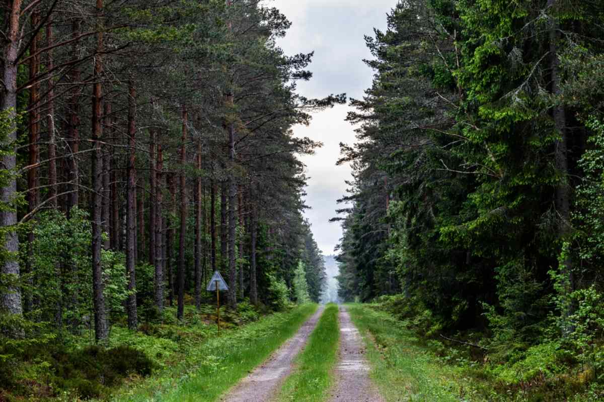 Allgemeine Ansicht eines unbefestigten Weges in einem schwedischen Wald mit großen grünlichen Bäumen und einem dreieckigen Schild.