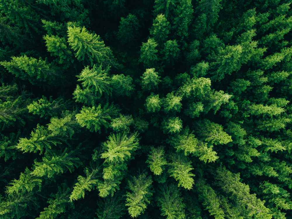 Forest bathing in Sweden