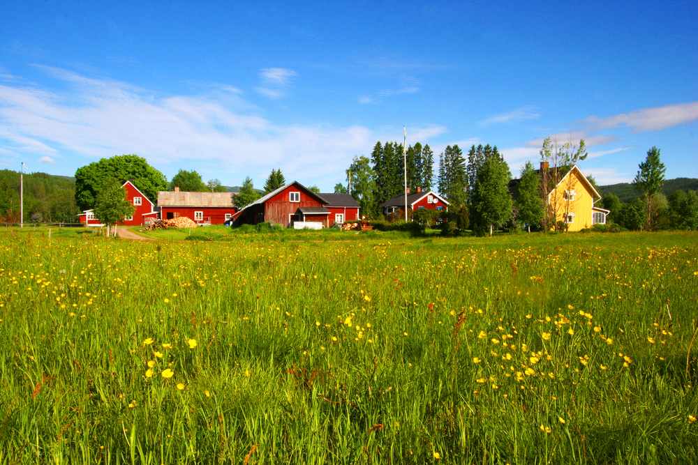 Färgglada hus på landsbygden omgivna av en grön äng full av gula vildblommor under klarblå himmel i Värmlands län.