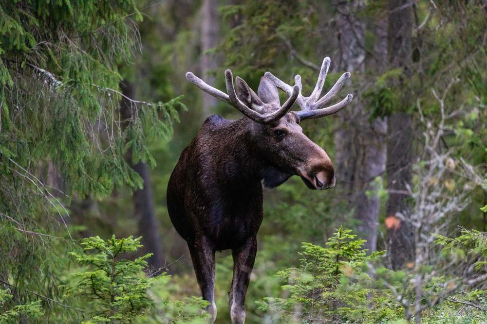 Moose in Sweden