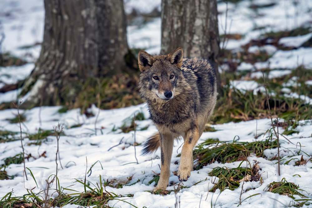 Wolf in Sweden