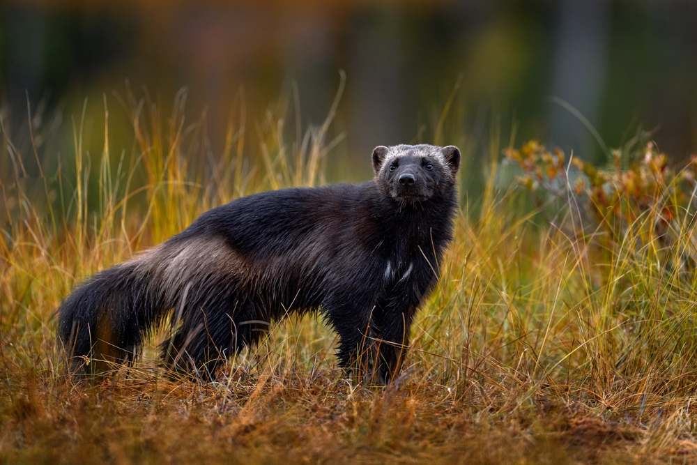 Wolverine in Sweden
