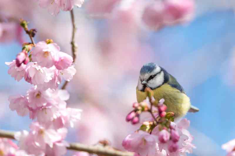 Spring in Sweden