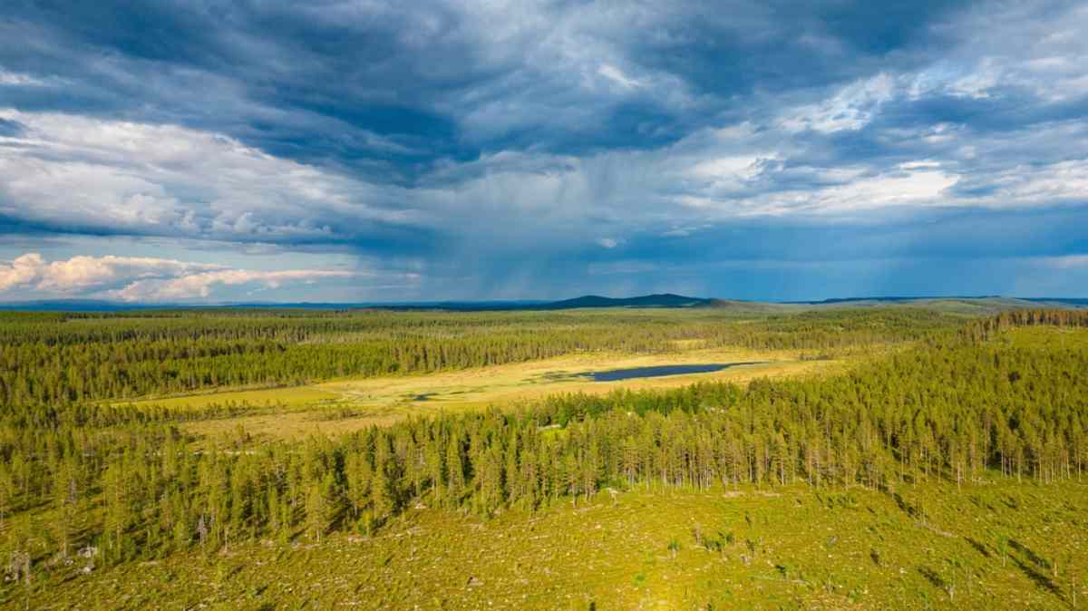 Drone view of a Swedish forest with tall green trees and a dark blue sky above it.