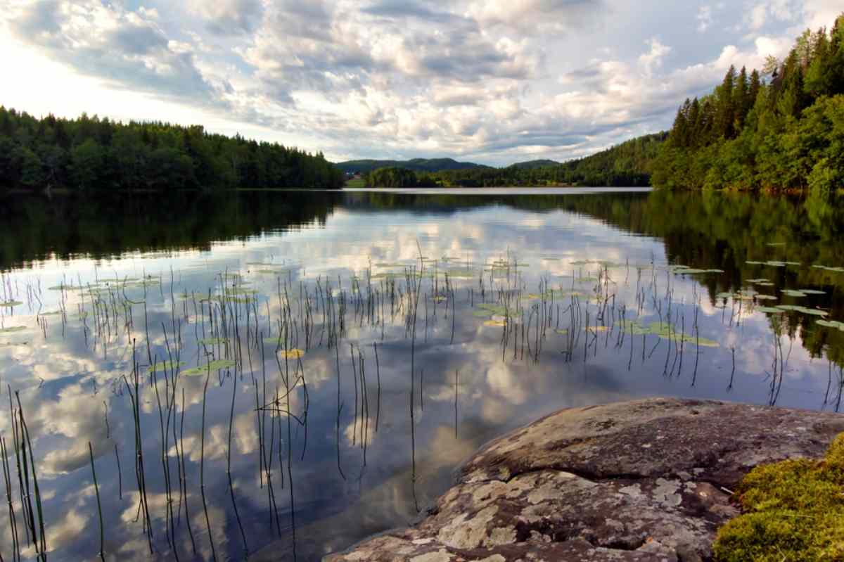 Vacker sjö med växtlighet i en naturlig svensk miljö med skogar och ett nästintill molnfritt himlavalv som speglas i det lugna vattnet.