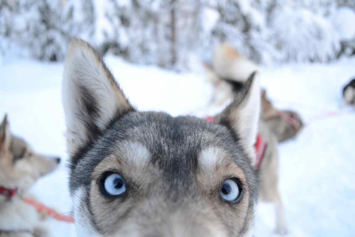 Hundeschlitten Schweden