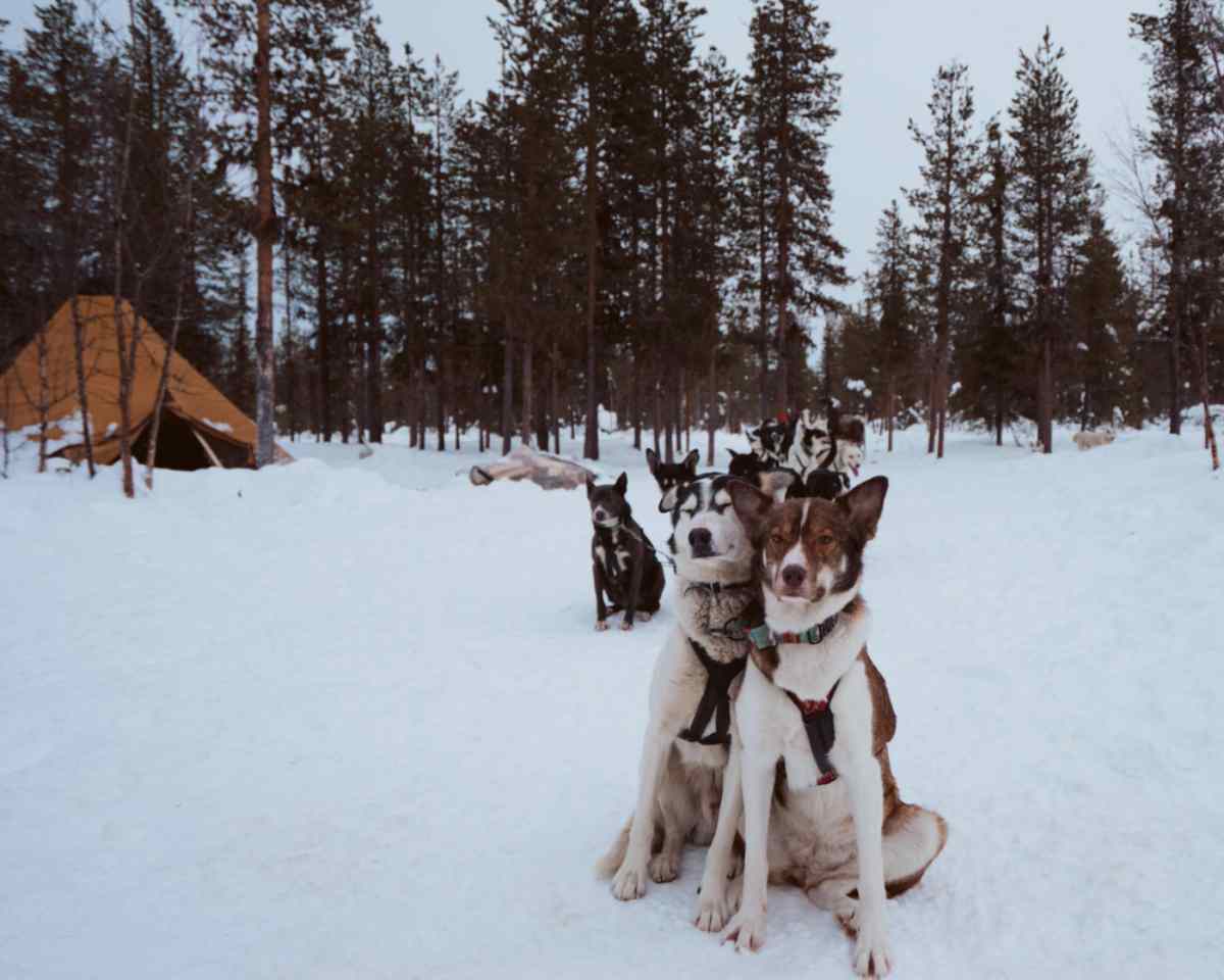 Lappland Hundeschlitten