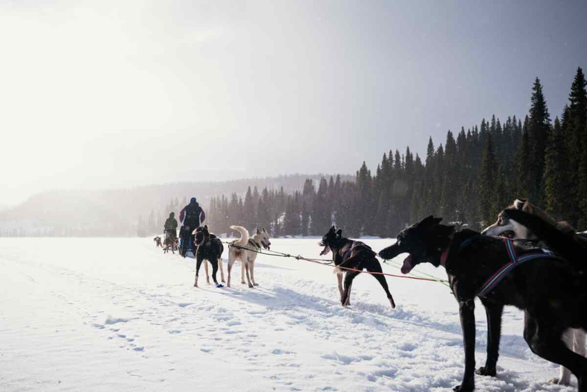 Husky Hundeschlitten Schweden