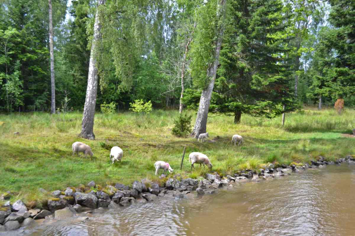 Liten flock får som betar på den gräsbevuxna strandkanten längs en skogsklädd sträcka av Göta kanal.