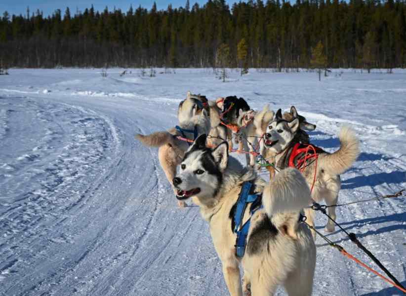 Närbild av snöhundar som drar en släde i snön i Sverige.