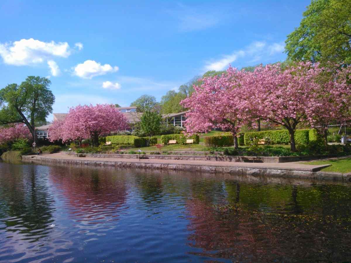 Körsbärsblom som kantar Viskans strand i Borås en solig vårdag.
