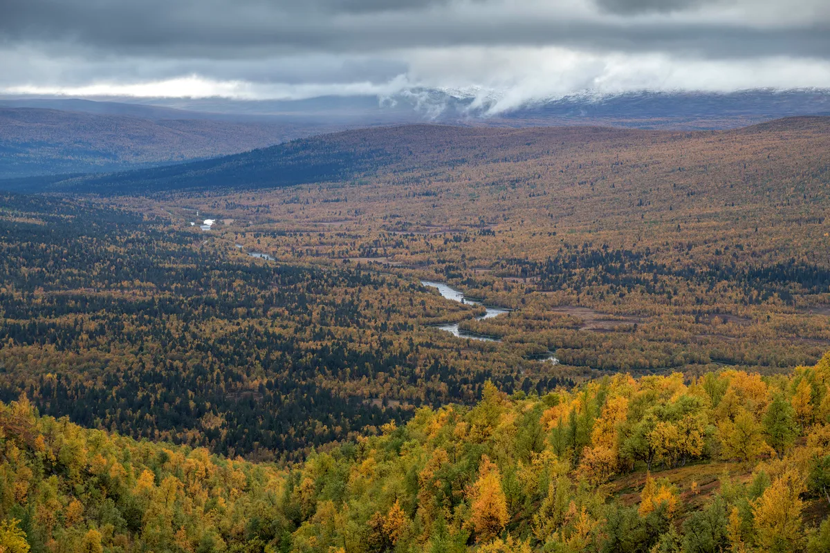 Vindelfjällen naturreservat
