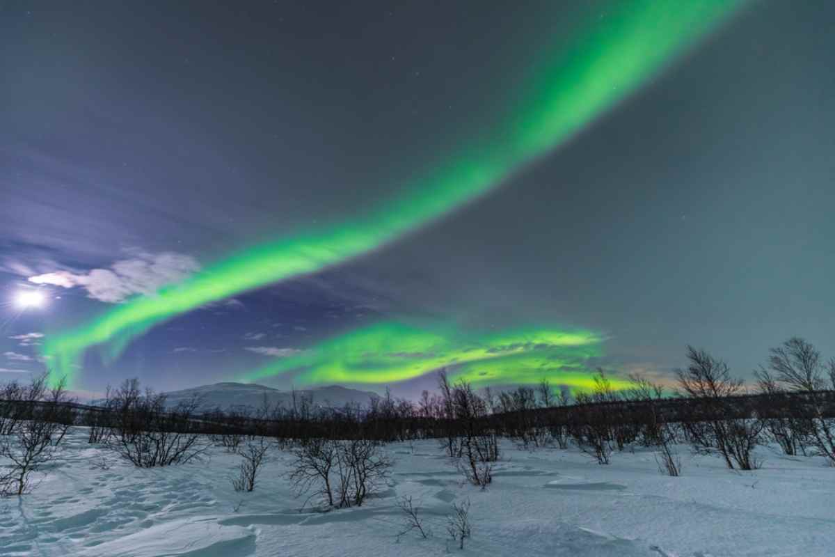 Northern lights over Abisko National Park: vivid green aurora ribbons above a moonlit, snowy birch forest in winter.