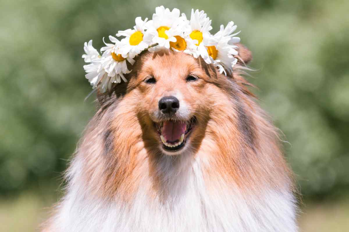 Süßer Hund mit einem Blumenkranz