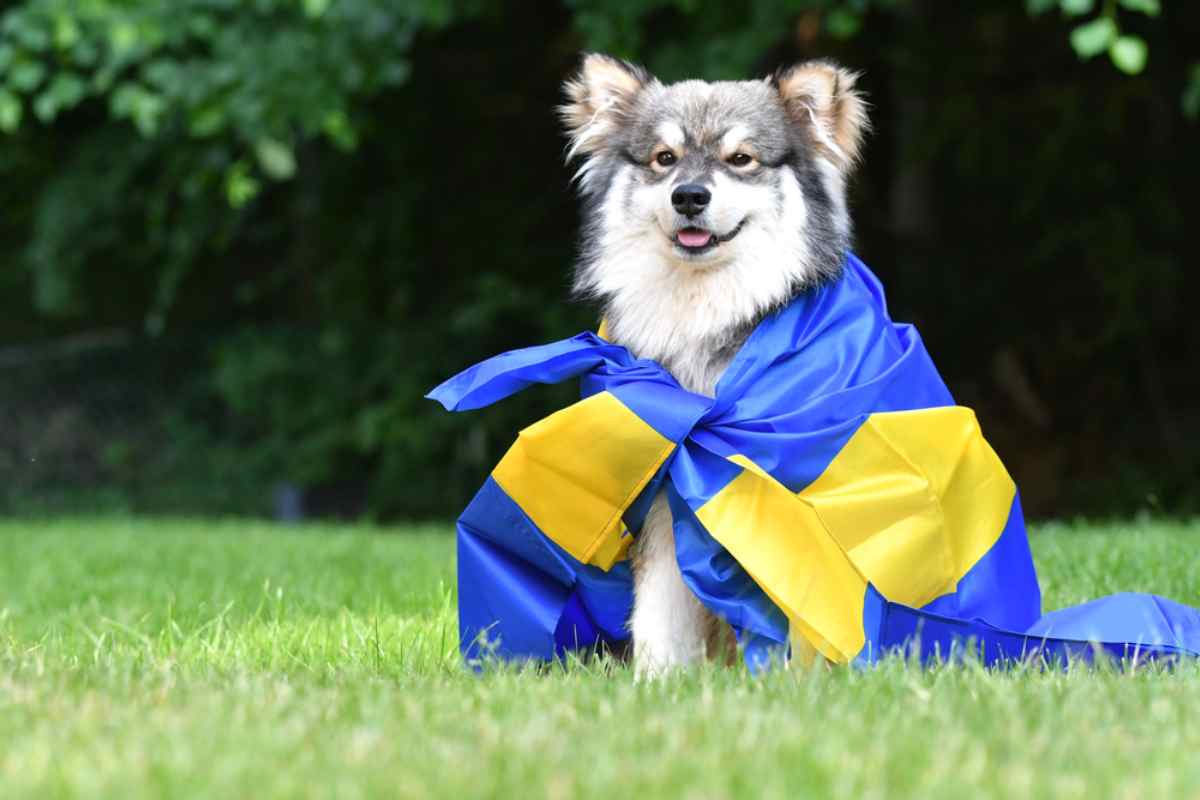 Hund mit einer schwedischen Flagge