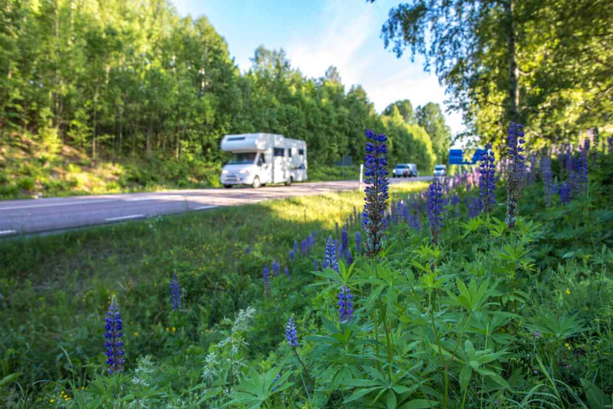 Wohnmobil fährt eine Waldstraße in Schweden entlang, am Straßenrand blühen wilde Lupinen.