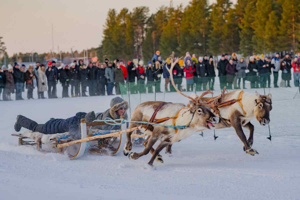Sami winter festival Reindeer sled race with spectators at a Sami winter festival.