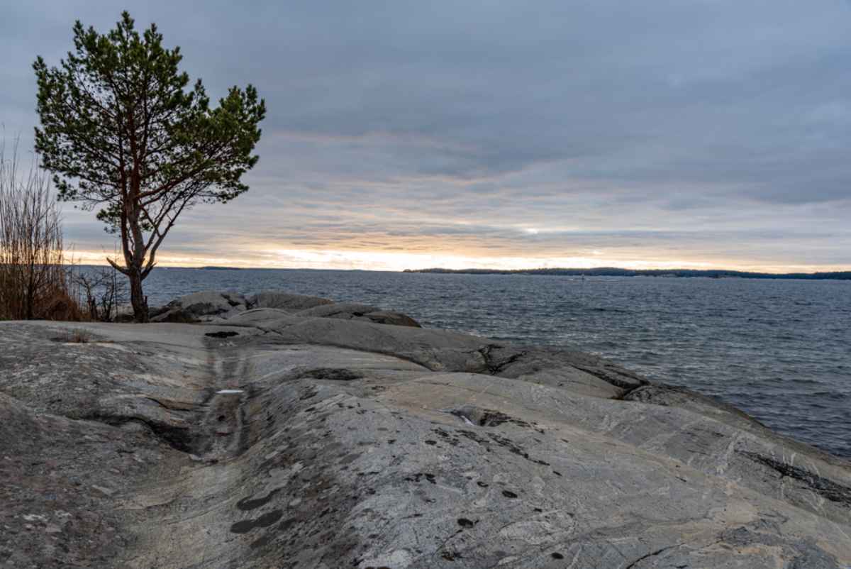 Lonely pine tree on smooth coastal rocks at sunset near Stockholm, looking over the Baltic Sea on a quiet excursion to Galo nature reserve.