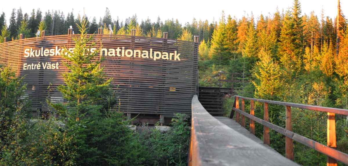 Träspång som leder till Skuleskogens nationalpark, Entré Väst, omgiven av tät tallskog i gyllene ljus.